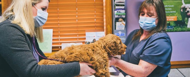  Discover Exceptional Care at Childersburg Pet Clinic: Your Trusted Partner for Pet Health