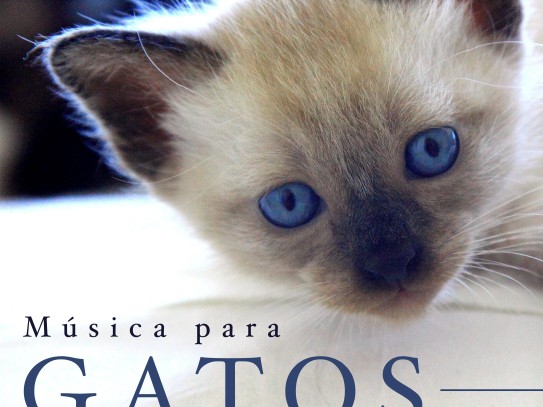 Galago Pet For Sale: The Ultimate Companion for Enthusiasts