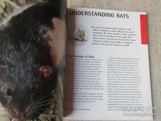 Rat Pet Accessories: A Comprehensive Guide to Elevate Your Ratty's Lifestyle