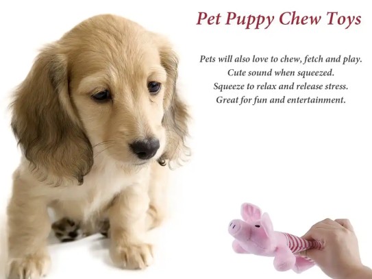 Chow Down Pet Store: Finding Your Dream Chow Chow Puppy